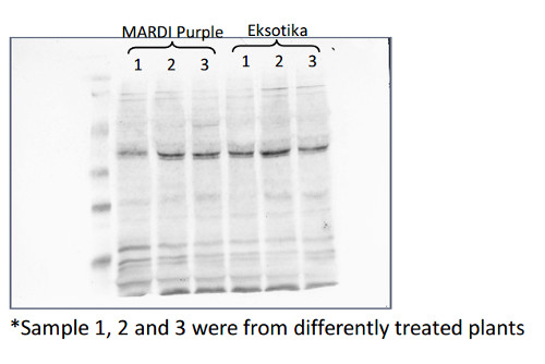 western blot using anti-C protease 2 antibodies