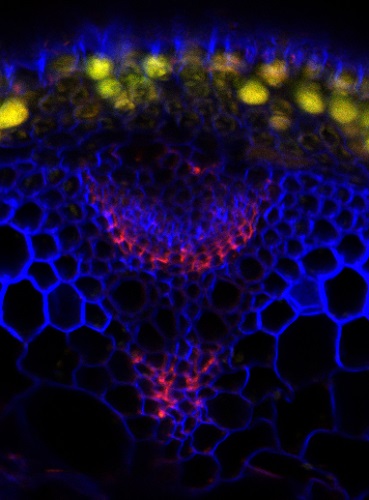 Immunofluorescence detection using Anti-Fucosylated xyloglucan monoclonal antibodies| (CCRC-M1) 