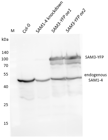 Western blot using anti-SAM1-4 antibody