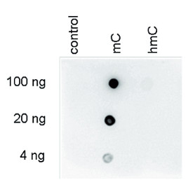 Dot blot using the monoclonal anti-5-mC (5-methylcystosine) antibodies'