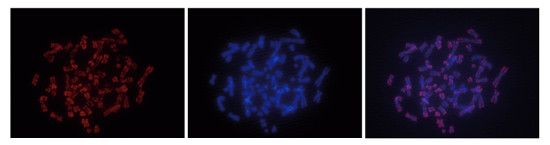 FISH using monoclonal anti-5-mC (5-methylcystosine) antibodies