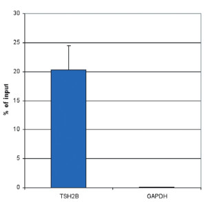 MeDIP using monoclonal anti 5-mC (5-methylcystosine) antibodies