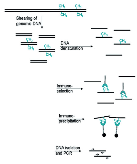Methylated DNA immunoprecipitation chart flow'