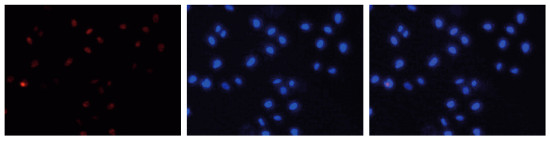 immunofluorescence using monoclonal antibodies against 5-mC (5-methylcystosine)