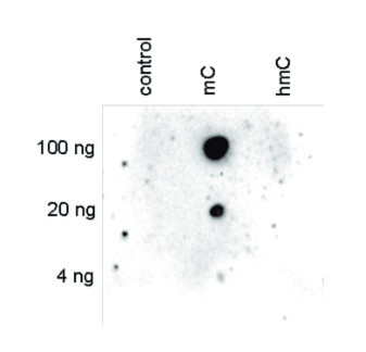 Dot blot using monoclonal antibody against 5-mC (5-methylcystosine)