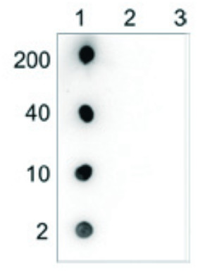 Dot blot using monoclonal anti 5-hmC antibodies