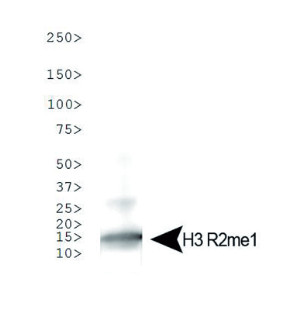 western blot using anti-H3R2me1 polyclonal antibodies