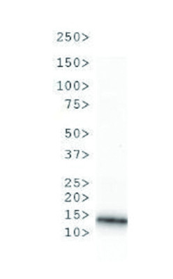 western blot using anti-H3R2me1 polyclonal antibodies on C.elegans embryo lysate