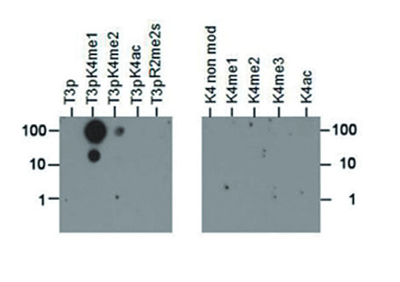 Dot blot using anti-H3T3pK4me1 polyclonal antibodies