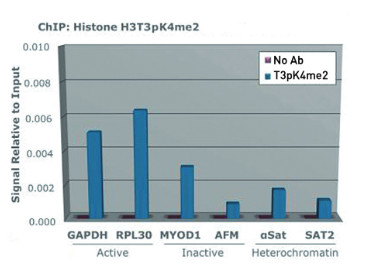 ChIP using H3T3pK4me2 antibodies