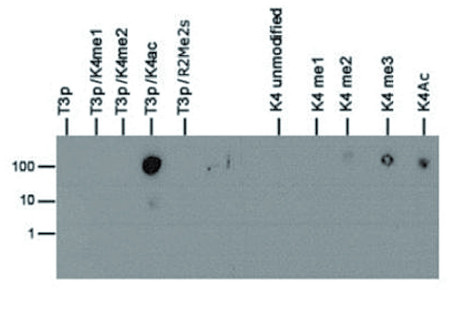 dot blot with anti-phospho-acetyl-Histone H3 antibodies