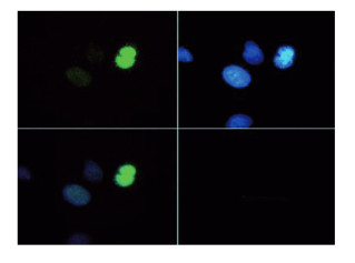 immunofluorescence using anti- Histone H3 (monomethyl Lys4, p Thr6) antibodies