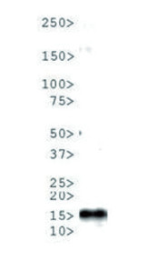 western blot using anti-Histone H3 (monomethyl Lys4, p Thr6) antibodies