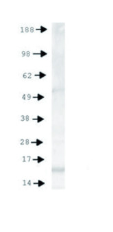 western blot using anti-Histone H3 (monomethyl Lys4, p Thr6) antibodies