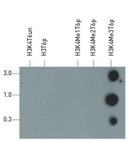 Dot blot using anti-H3K4me3T6p antibodies