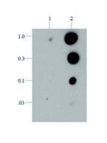 Dot blot using anti-H3T6p antibodies