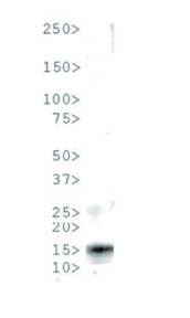 western blot using anti-H3T6p antibodies