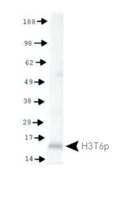 western blot using anti-H3T6p antibodies on HeLa extracts. 