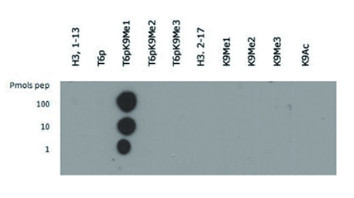 dot blot using anti-Methylated Histone H3 at Lys9 (K9) antibodies