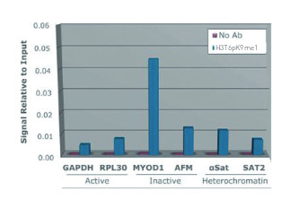 ChIP using anti-Methylated Histone H3 at Lys9 (K9) antibodies