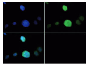 IF using anti-Methylated Histone H3 at Lys9 (K9) antibodies