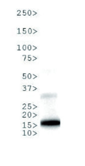 western blot using anti-Methylated Histone H3 at Lys9 (K9) antibodies