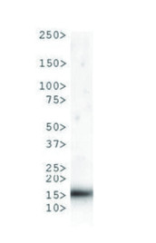 western blot using anti-Methylated Histone H3 at Lys9 (K9)  antibodies