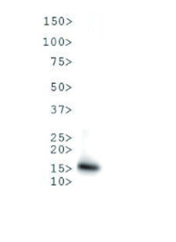 western blot using anti-Methylated Histone H3 at Lys9 (K9) polyclonal antibodies