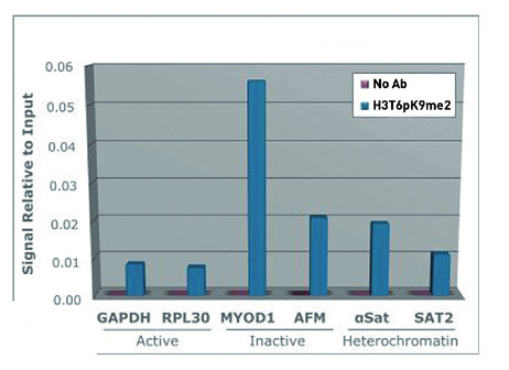 ChIP using anti-H3T6pK9me2 | Histone H3 (dimethyl Lys9, p Thr6) polyclonal antibodies