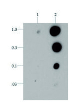 dot blot using anti-H3T6pK9me3 | Histone H3 (trimethyl Lys9, p Thr6) polyclonal antibodies