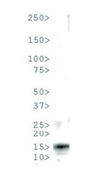 western blot using anti-H3T6pK9me3 | Histone H3 (trimethyl Lys9, p Thr6) polyclonal antibodies