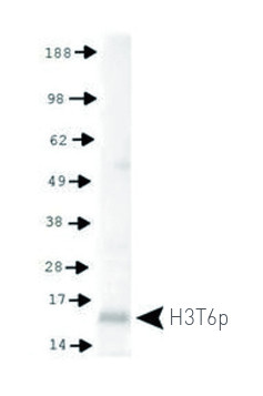 western blot using anti-H3T6pK9me3 | Histone H3 (trimethyl Lys9, p Thr6) polyclonal antibodies