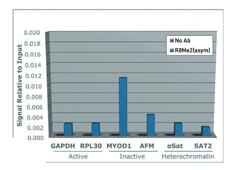 ChiP using anti-H3R8me2(asym) | Histone H3 (asym-dimethyl Arg8) polyclonal antibodies