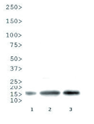 western blot using anti-H3R8me2(asym) | Histone H3 (asym-dimethyl Arg8) polyclonal antibodies