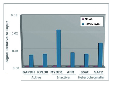 ChIP using anti-H3R8me2(sym) | H3 (sym-dimethyl Arg8) polyclonal antibodies