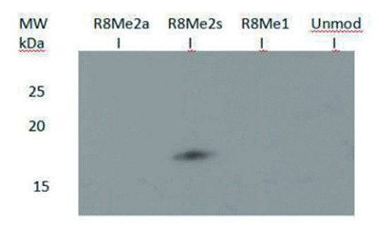 western blot using anti-H3R8me2(sym) | H3 (sym-dimethyl Arg8) polyclonal antibodies