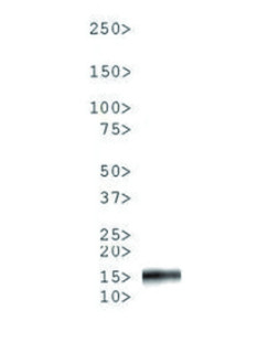 western blot using anti-H3S10pT11p | Histone H3 (p Ser10, p Thr11) polyclonal antibodies