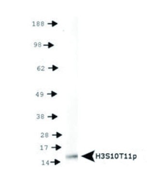 western blot using anti-H3S10pT11p | Histone H3 (p Ser10, p Thr11) polyclonal antibodies