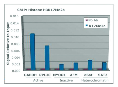 IF using anti-C.elegns, chicken, D. melanogaster, human, mouse, plant, rat, Xenopus sp. polyclonal antibodies