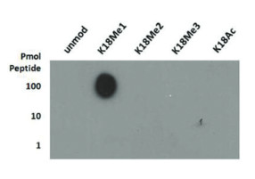 Dot blot using anti-H3K18me1 | Histone H3 (monomethyl Lys18) polyclonal antibodies