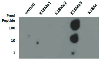 dot blot using anti-H3K18me3 | Histone H3 (trimethylated Lys18) antibodies