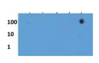 dot blot using anti-H3K27me3S28p | Histone H3 (trimethylated Lys27, p Ser28) antibodies'