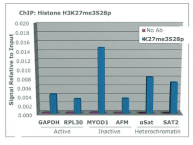 ChIP using anti-H3K27me3S28p | Histone H3 (trimethylated Lys27, p Ser28) polyclonal antibodies