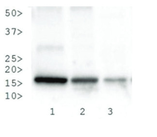 western blot using anti-H3K27me3S28p | Histone H3 (trimethylated Lys27, p Ser28) polyclonal antibodies