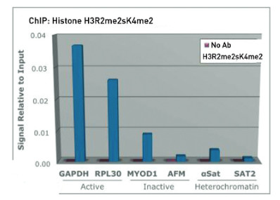 ChIP using anti-H3R2me2(sym)K4me2 | Histone H3 (sym-dimethylated Arg2, dimethyl Lys4) polyclonal antibodies