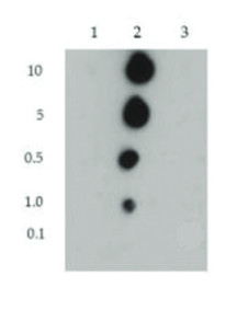 dot blot using anti-H3R2me2(sym)K4me2 | Histone H3 (sym-dimethylated Arg2, dimethyl Lys4) polyclonal antibodies