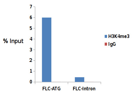 ChIP using anti-Histone H3, trimethylated lysine 4 (H3K4me3) polyclonal antibodies on Arabidopsis 