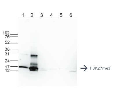 western blot using anti-H3K27me3 | H3, trimethylated lysine 27 (H3K27me3)  polyclonal antibdies