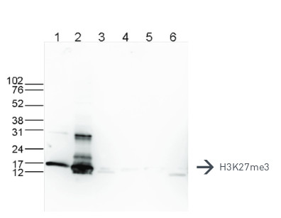 western blot using anti-H3K27me3 | H3, trimethylated lysine 27 (H3K27me3) polyclonal antibdies