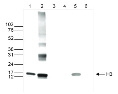 western blot using anti-H3core | (monoclonal) antibodies